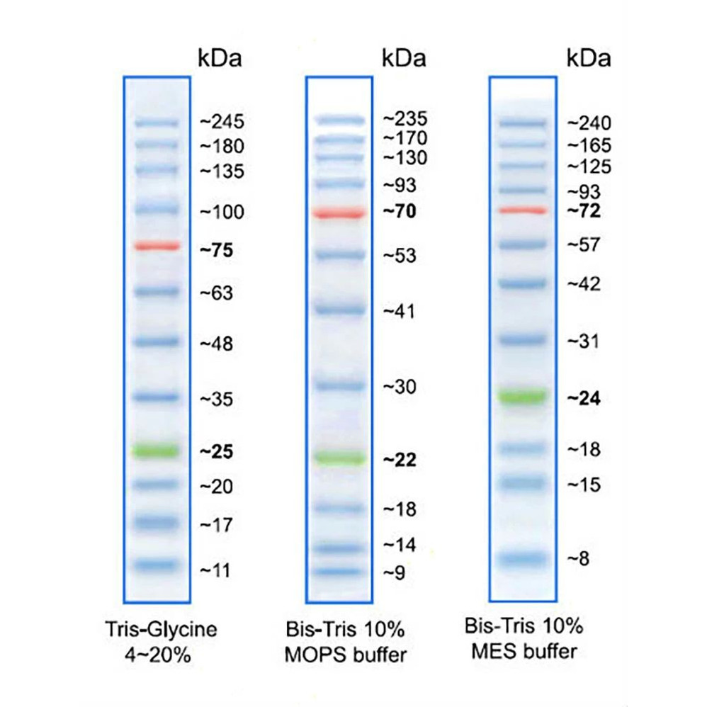 (83-650) Full-Range Prestained Protein 3 Color, 10 to 245 kDa 500ul/Unit