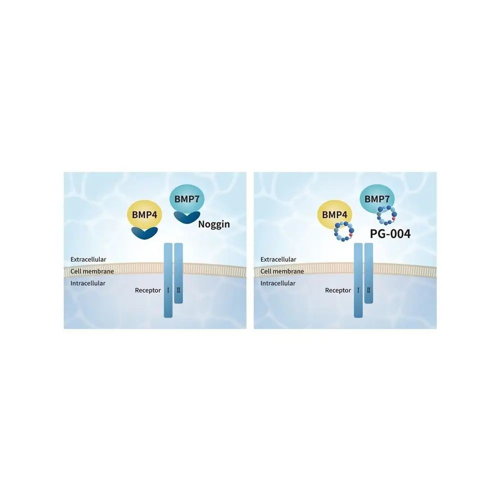 (25-320) Noggin-Like Peptide BMP4, 7 Inhibitor 5 µg/Unit
