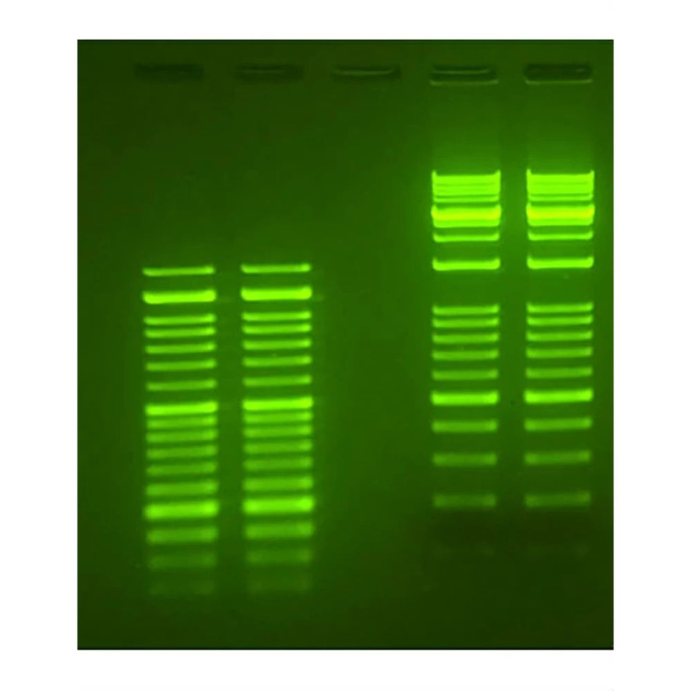 (20-278) Apex Safe DNA Gel Stain 20,000x, In Water 1.0ml/Unit