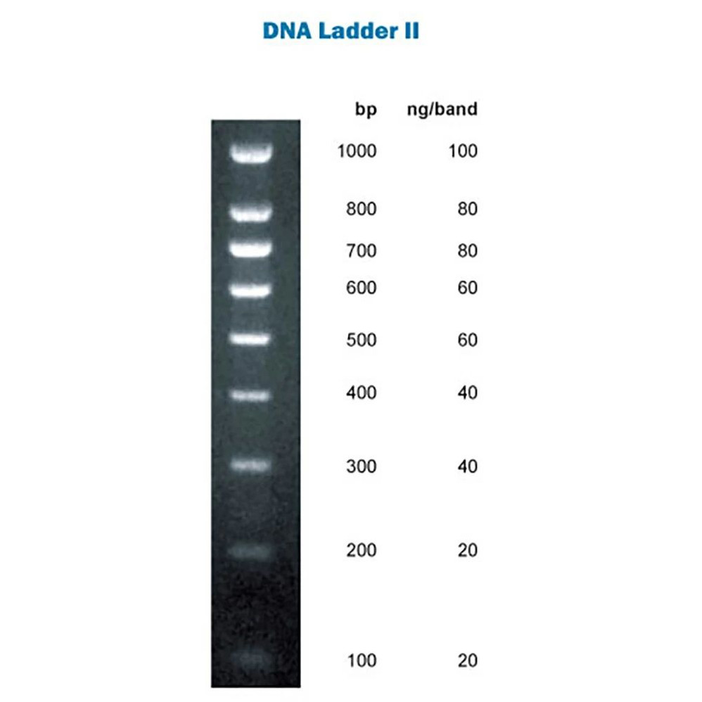 Apex Quantitative DNA Ladders (I, II, III)