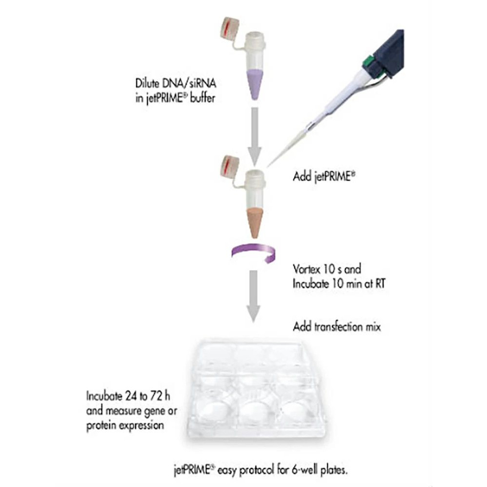 jetPRIME® DNA and siRNA Transfection Reagent