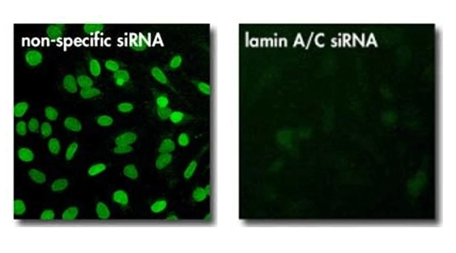 jetPRIME® DNA and siRNA Transfection Reagent