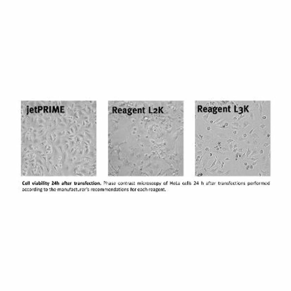 jetPRIME® DNA and siRNA Transfection Reagent