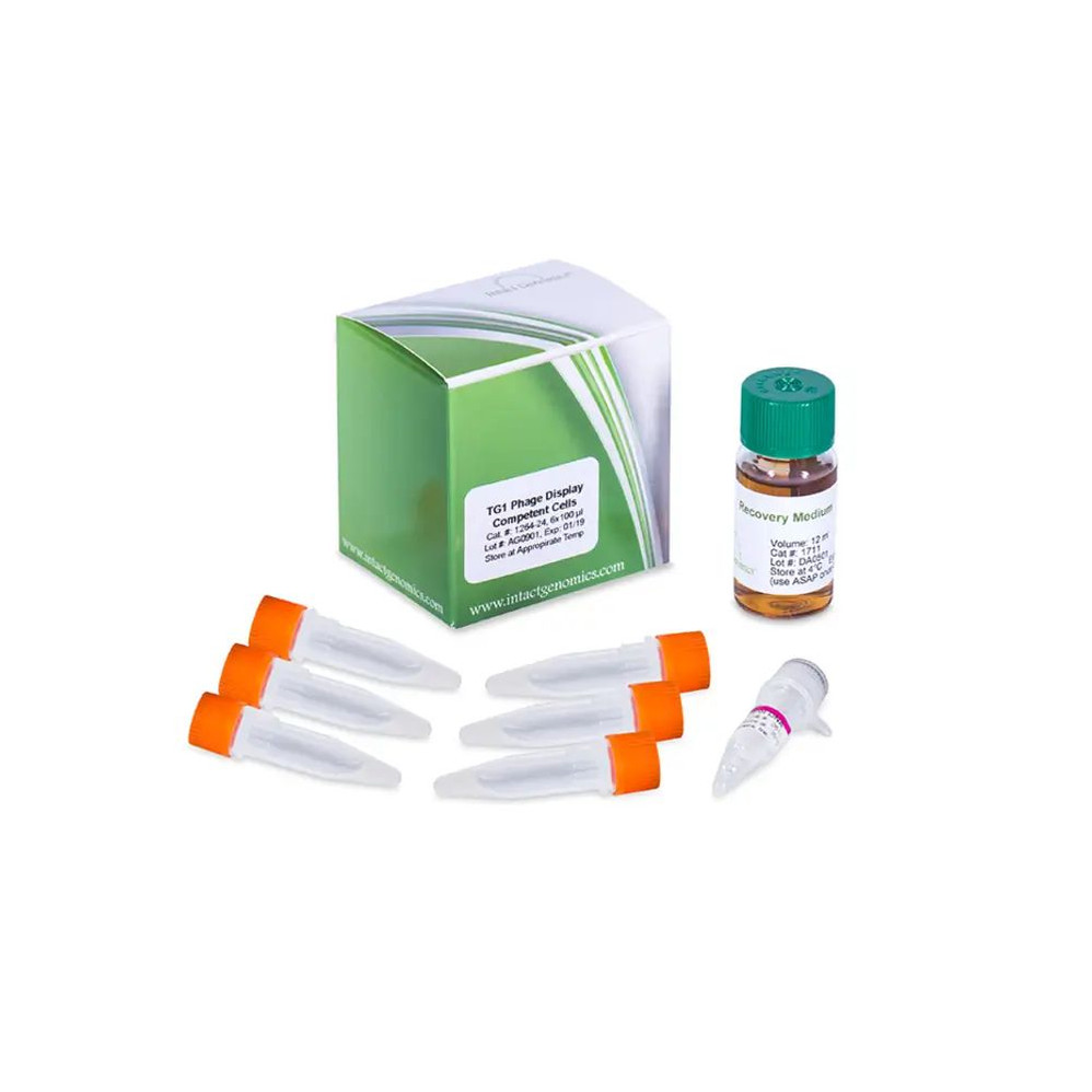 TG1 Phage Display Electrocompetent Cells