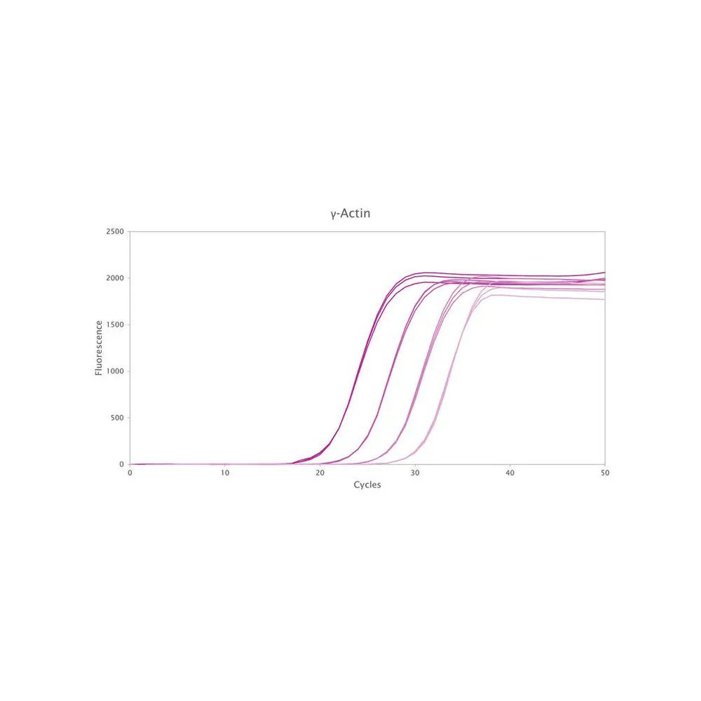 qPCRBIO SyGreen 1-Step Go Hi-ROX