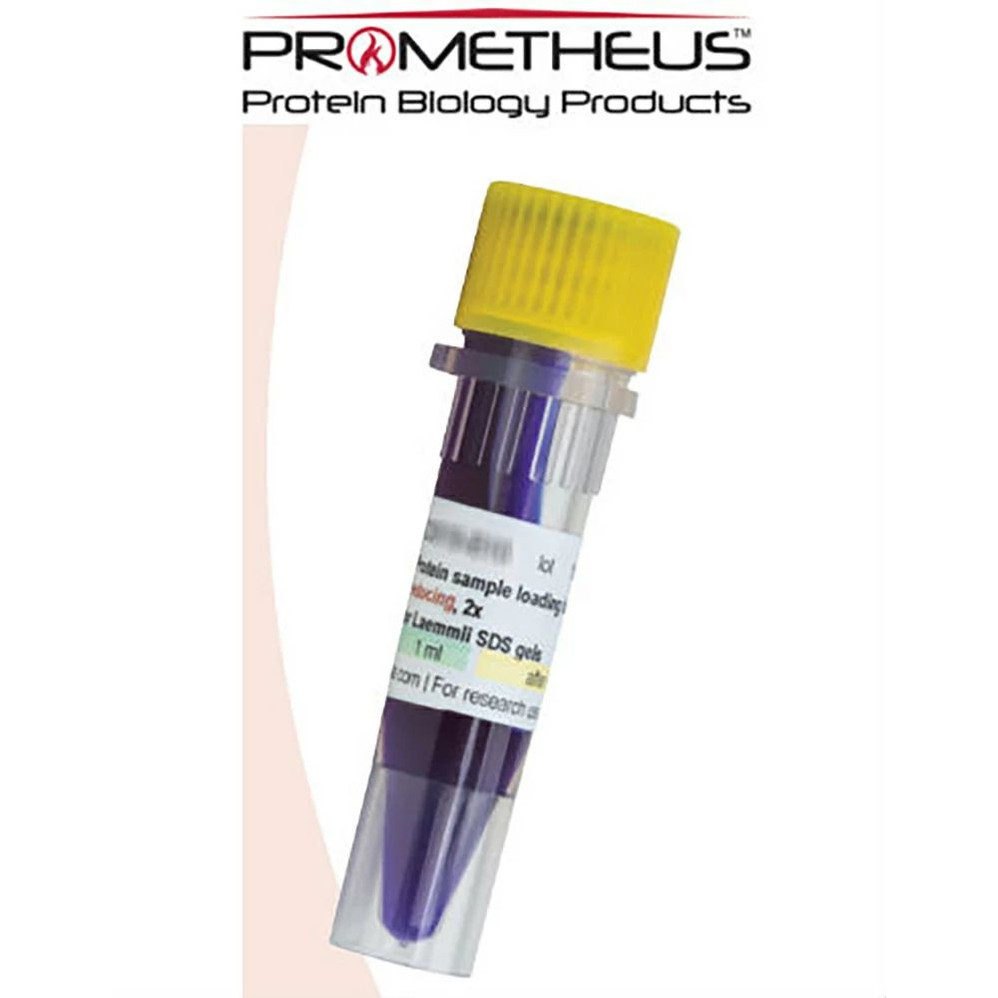 Protein Loading Buffer (2x)