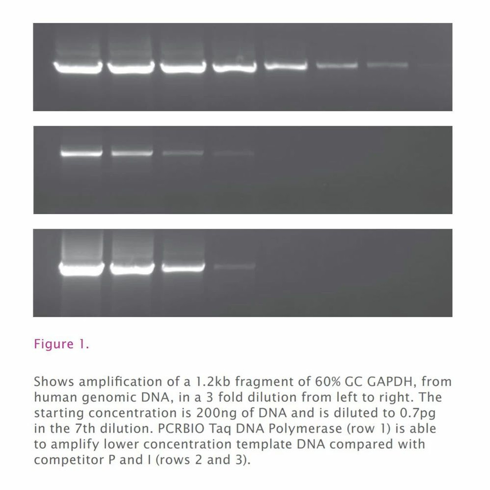 PCRBIO Taq DNA Polymerase