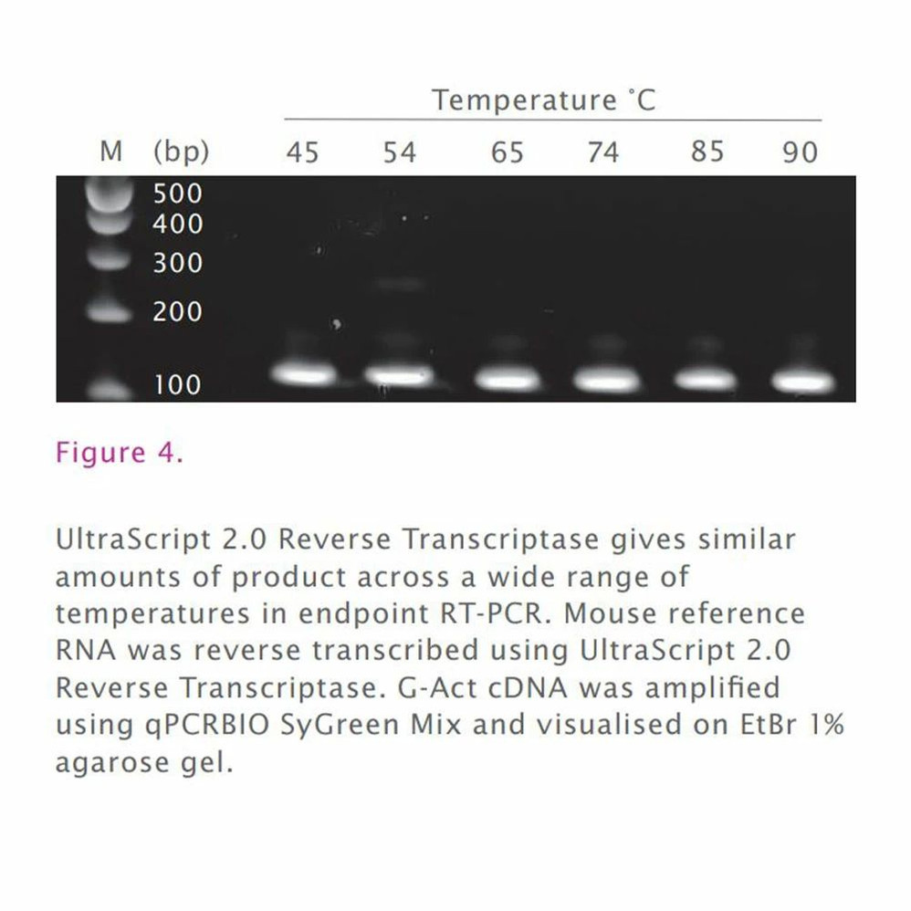 UltraScript® 2.0 cDNA Synthesis Kit, Separate Oligos