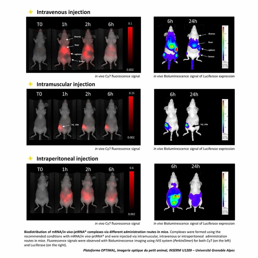 in vivo-jetRNA®+ Transfection Reagent