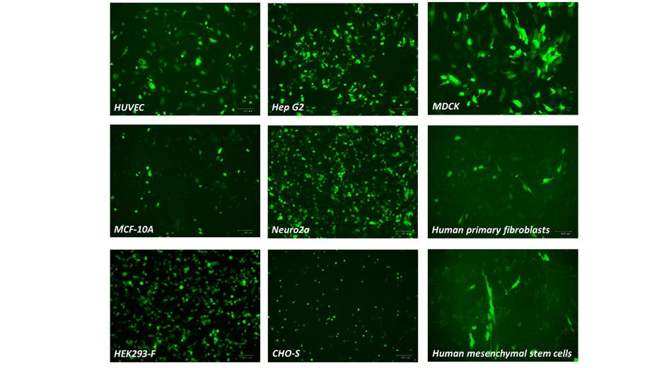 jetOPTIMUS® DNA Transfection Reagent