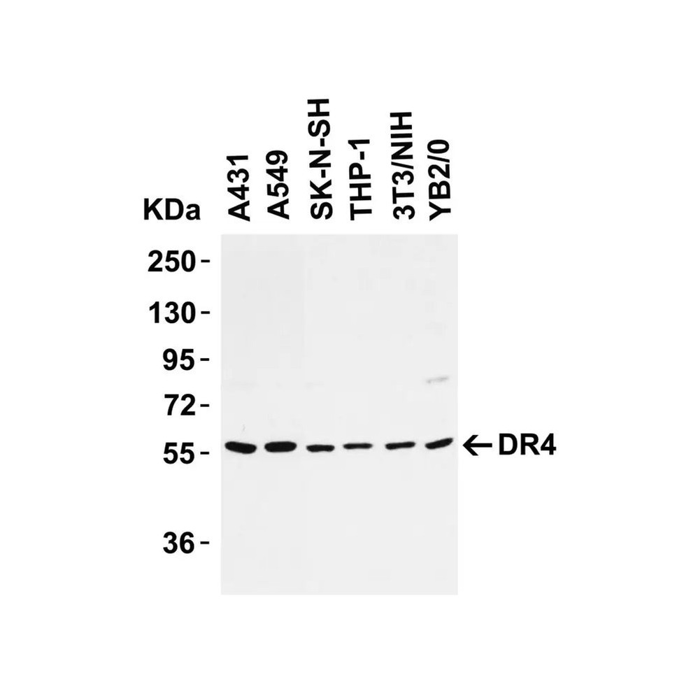 ProSci 1139 DR4 Antibody