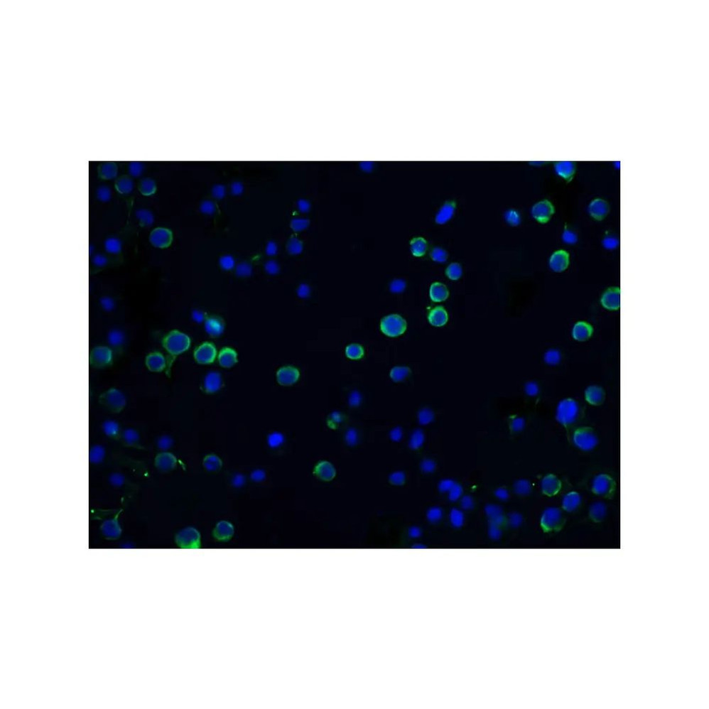 ProSci 1141 DFF45 Antibody