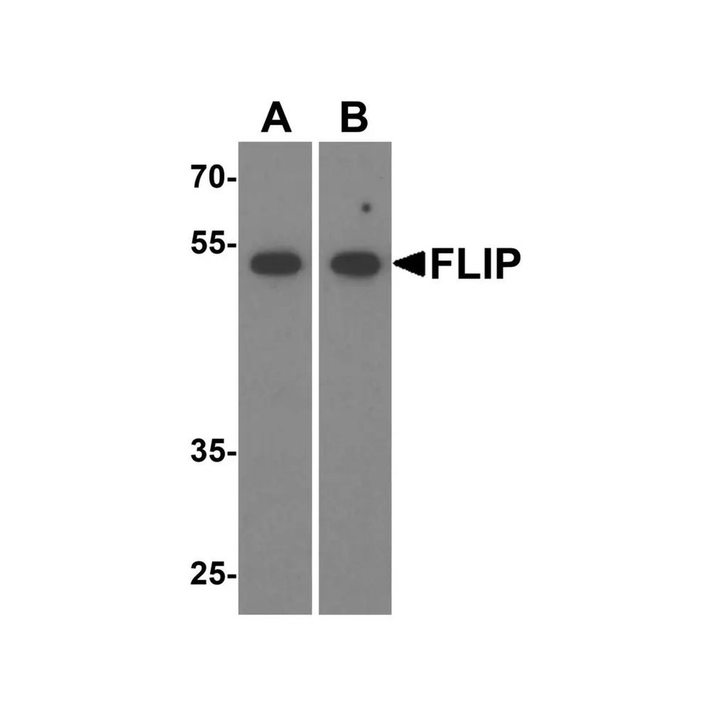 ProSci 1159 FLIP Antibody