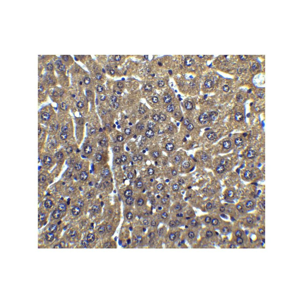 ProSci 1159 FLIP Antibody