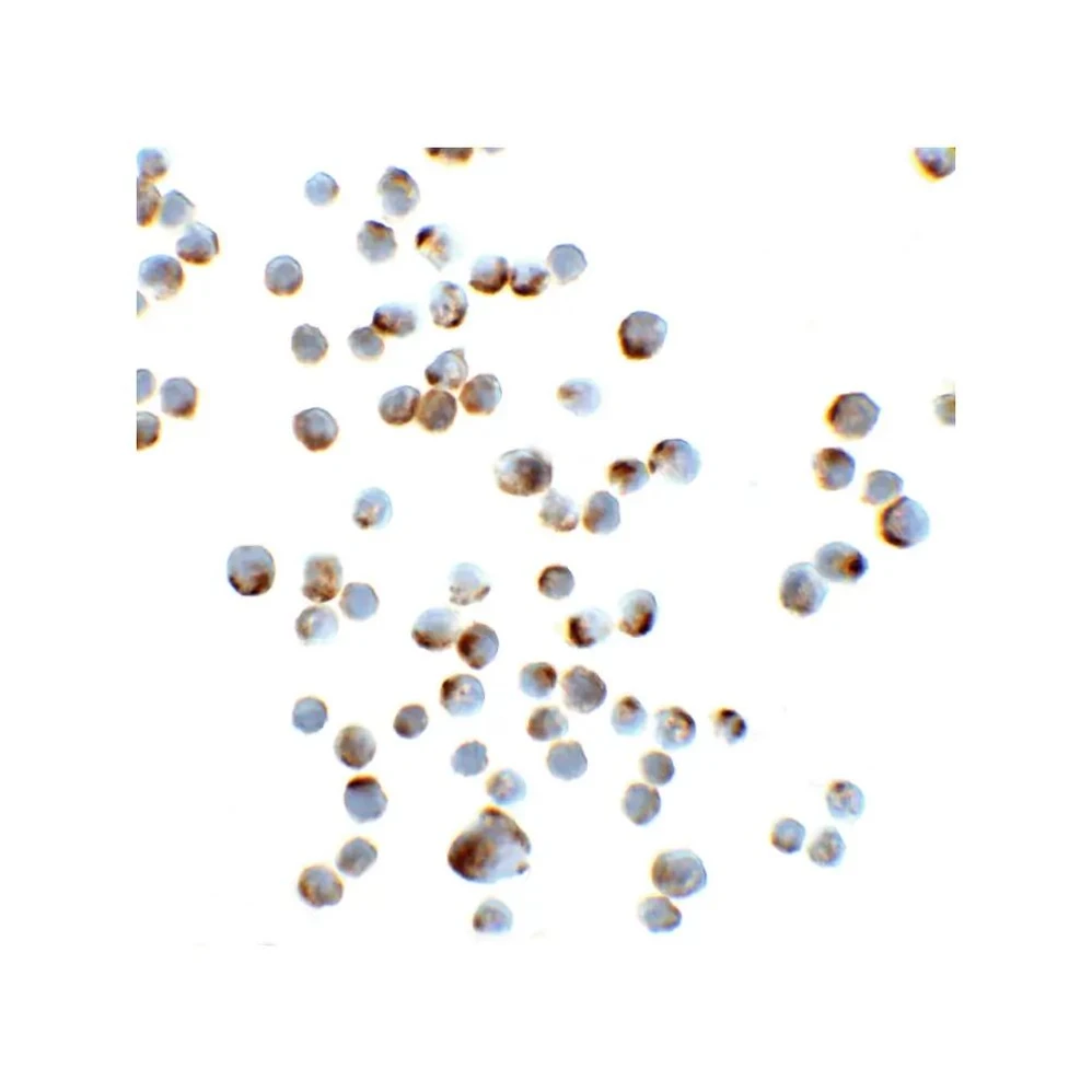 ProSci 5003 GAPDH Antibody