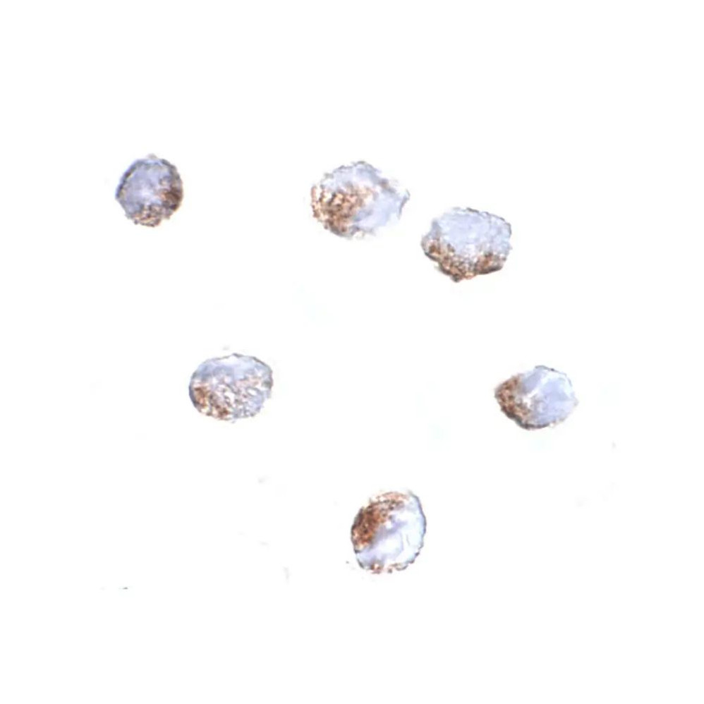 ProSci 5061 GNPDA2 Antibody