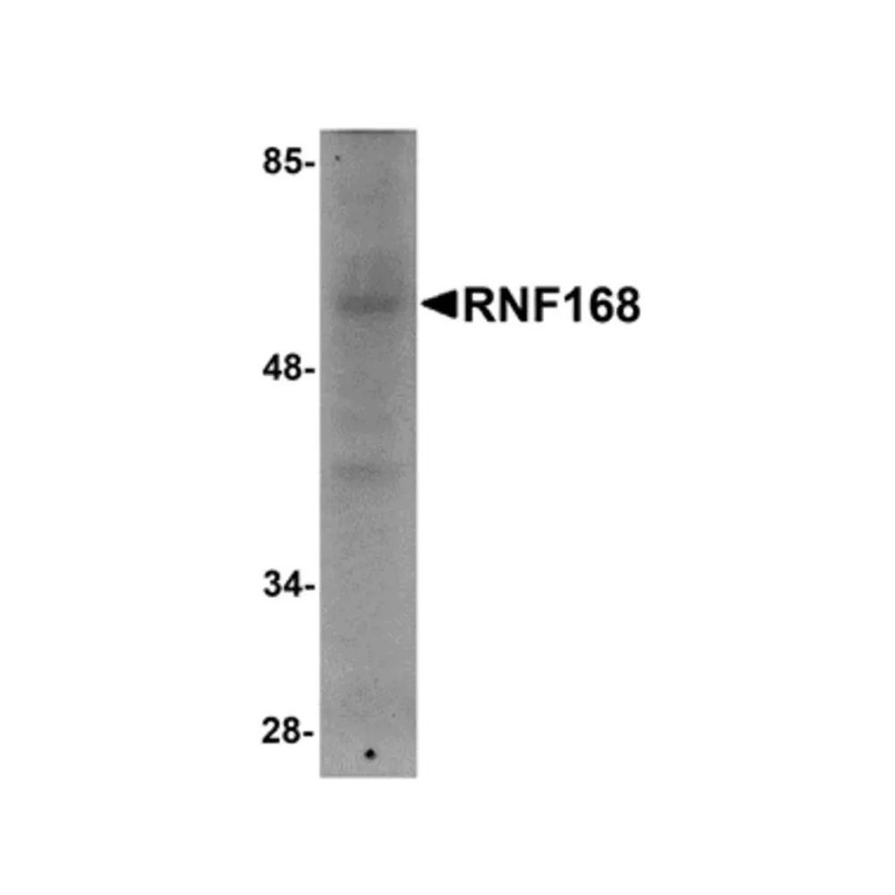 ProSci 5147 RNF168 Antibody