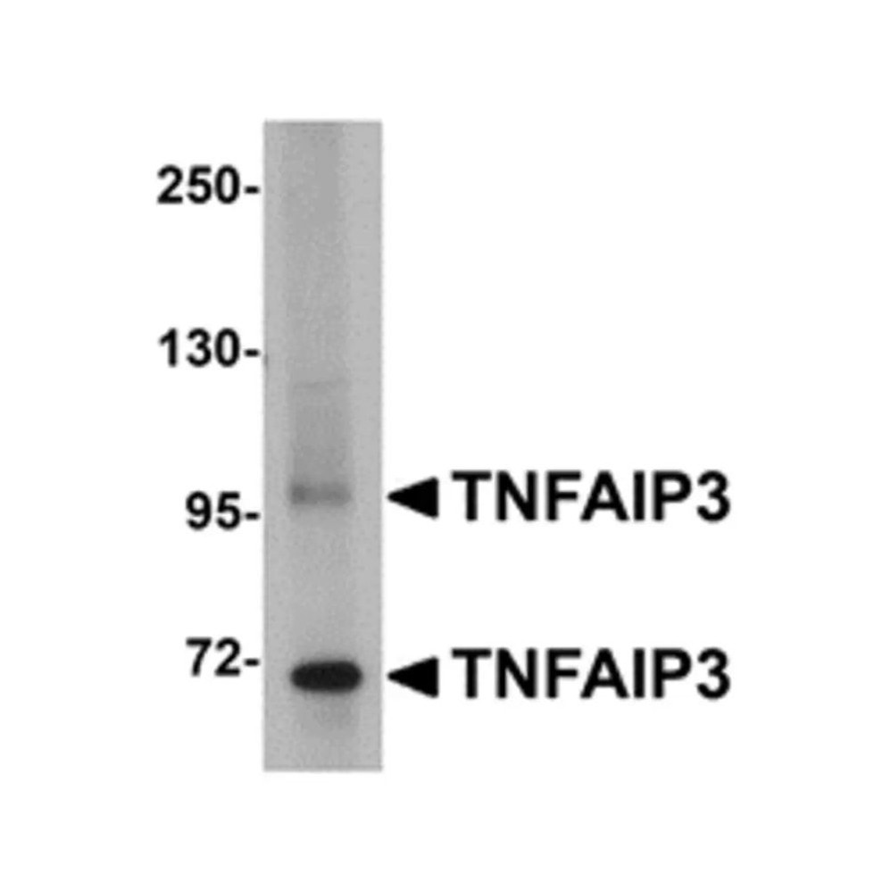 ProSci 5131 TNFAIP3 Antibody