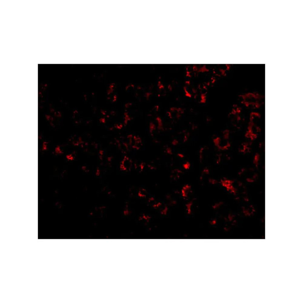 ProSci 5159 Albumin Antibody