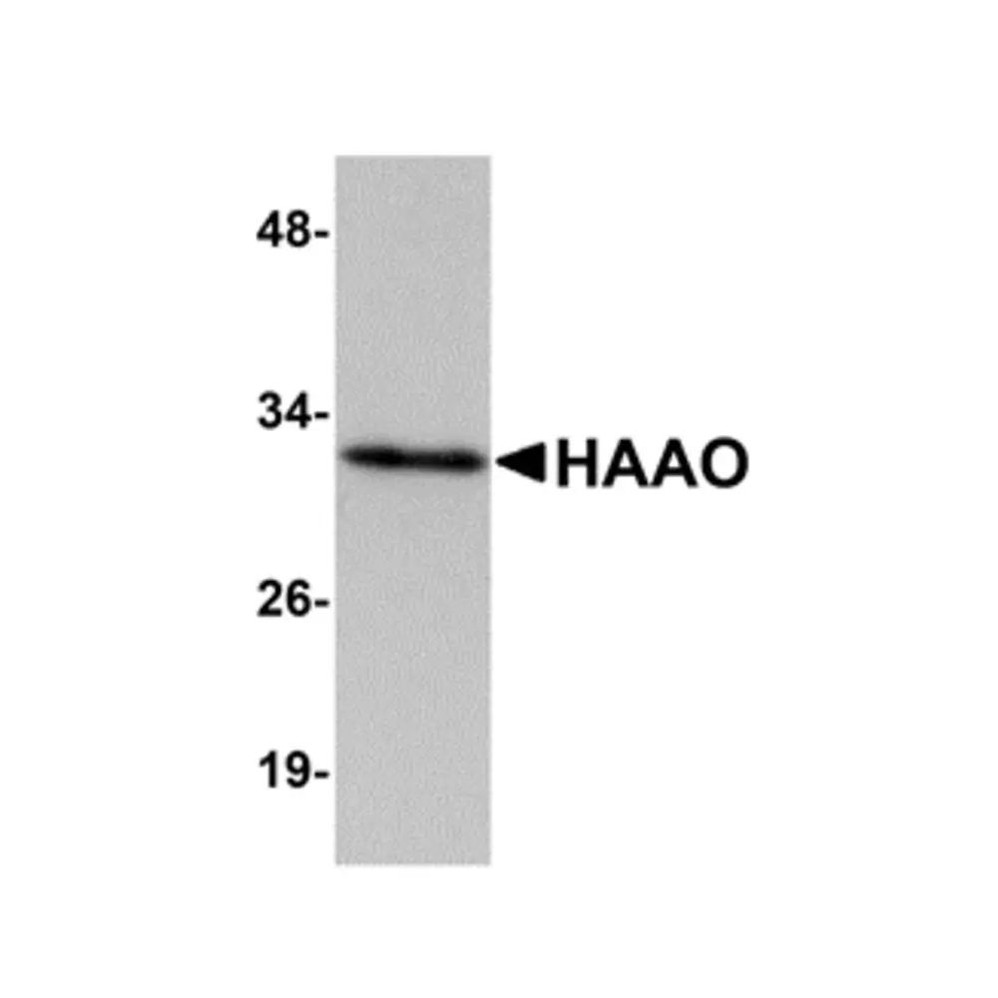 ProSci 5251 HAAO Antibody