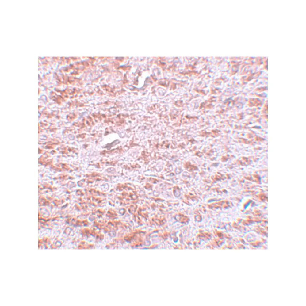 ProSci 5595 CDX2 Antibody
