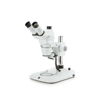 P. willinckii ’Jenny’ TC 2122 RESON TC 2122