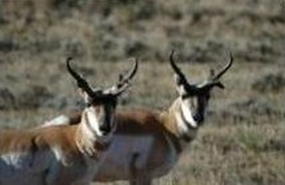 Double pronghorn buck antelope.