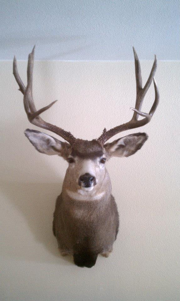 Wall hanger bucks
