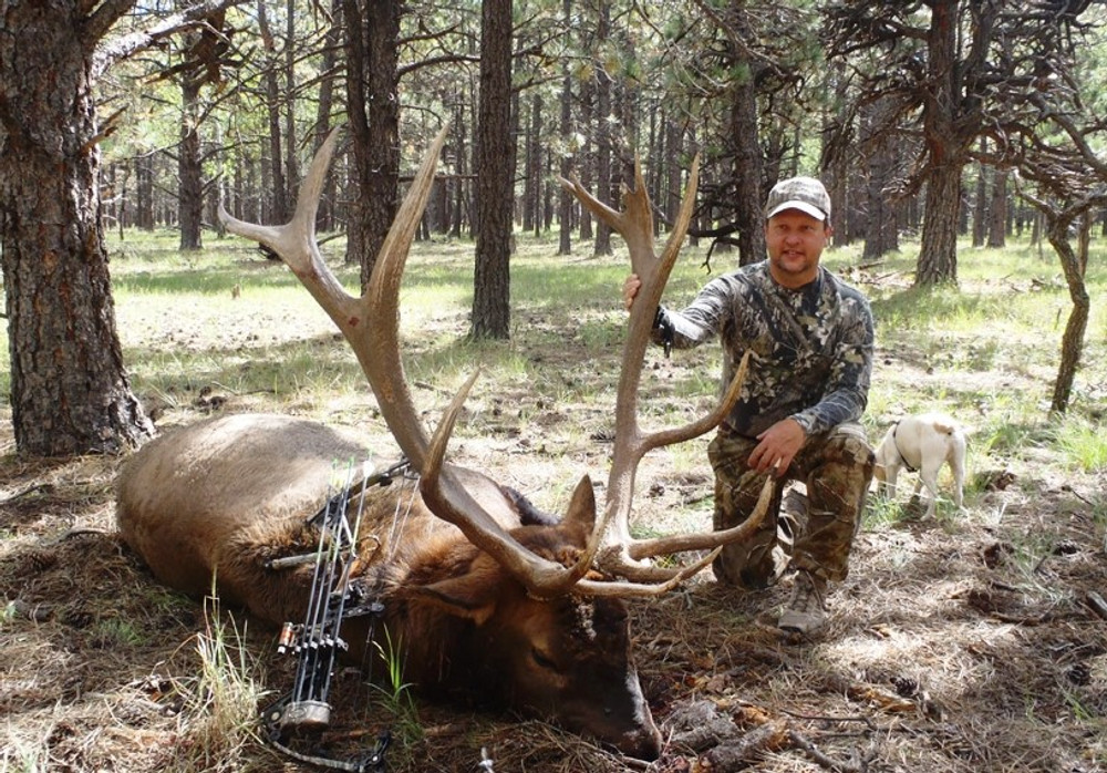 Downed 6x6 bull elk