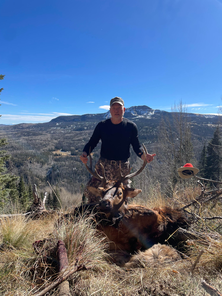 Nice bull elk in Colorado