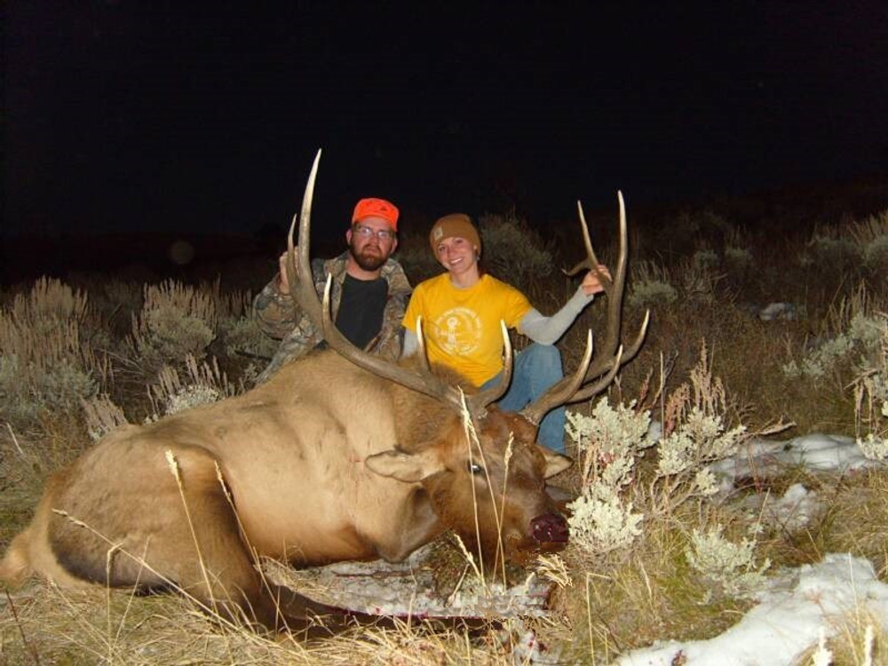 Big bull elk late in the day.