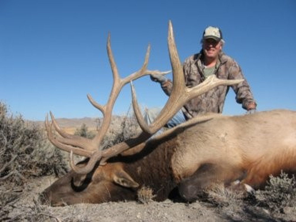 Nice 6x6 bull elk.