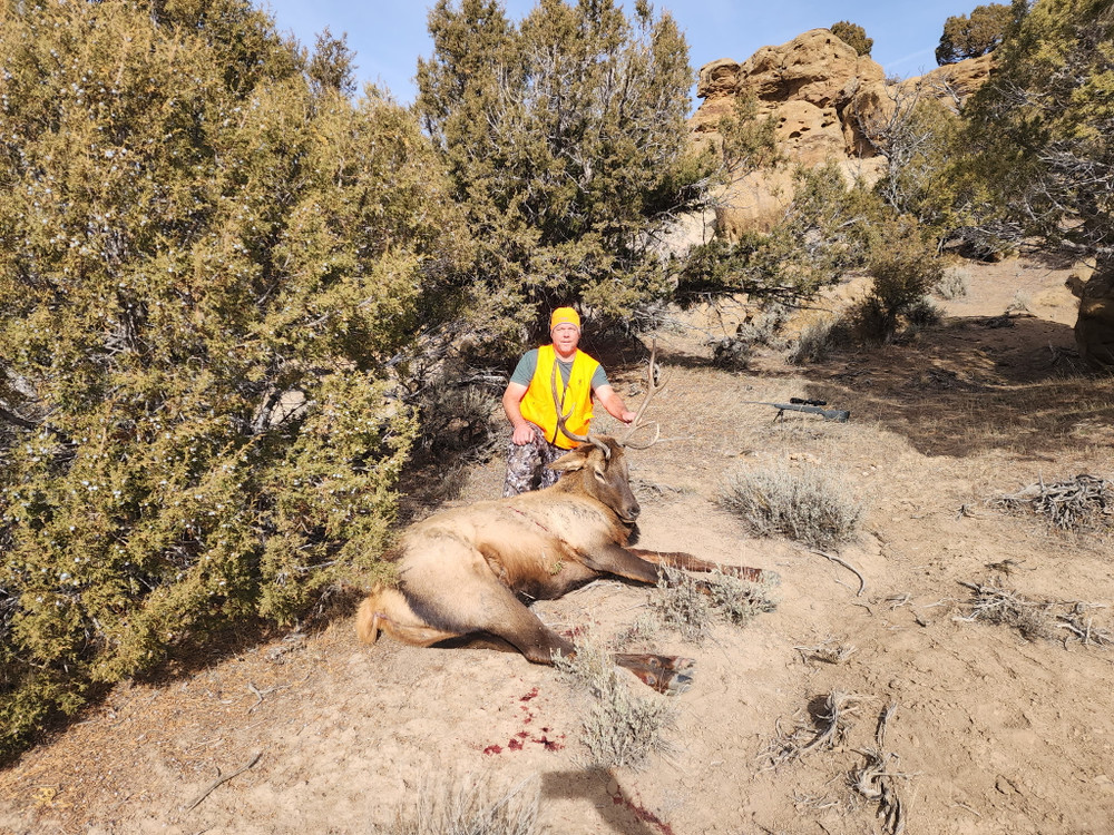 Hunt elk in CO