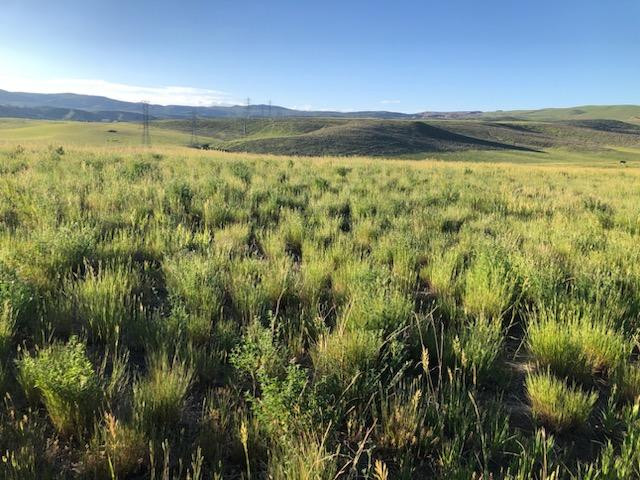 Deer and antelope hide in the rolling hills.