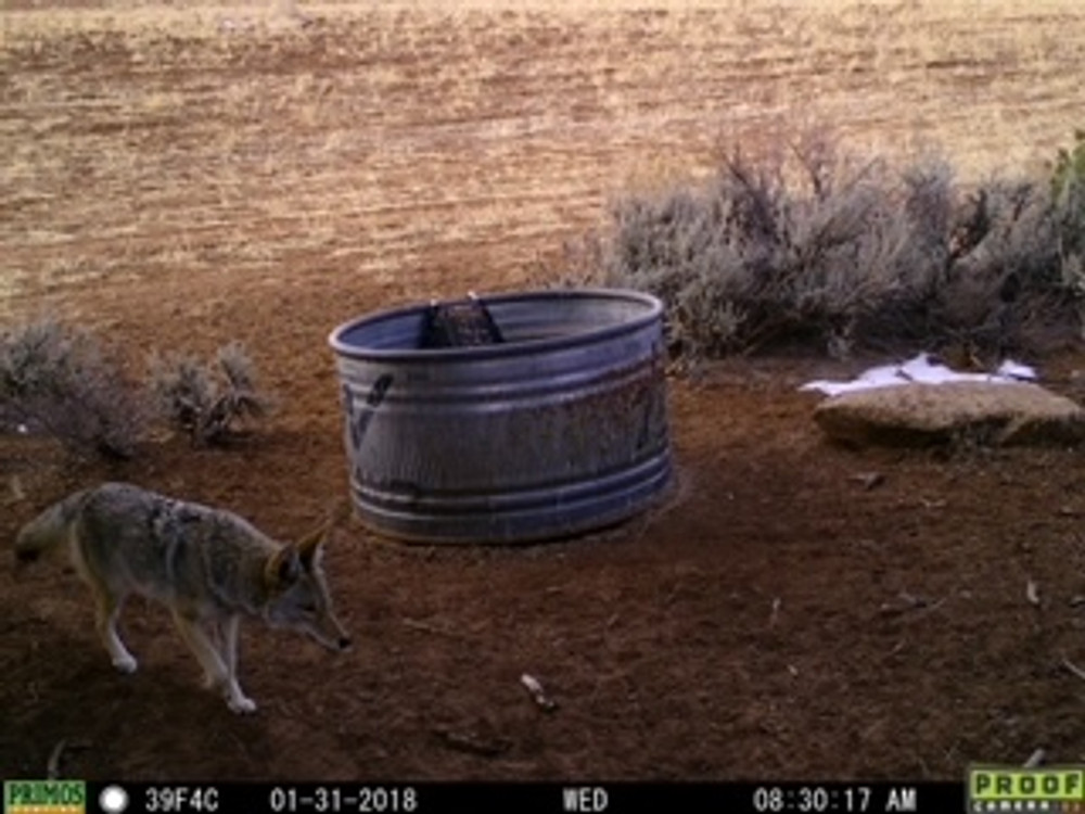 Coyote at stock tank