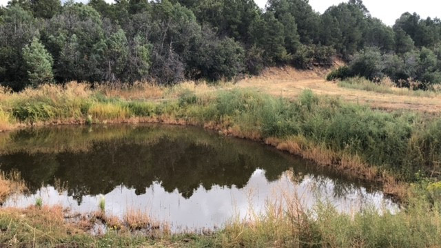 Same pond, different view.