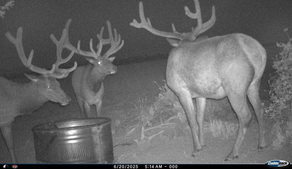 Night game cam elk pics.