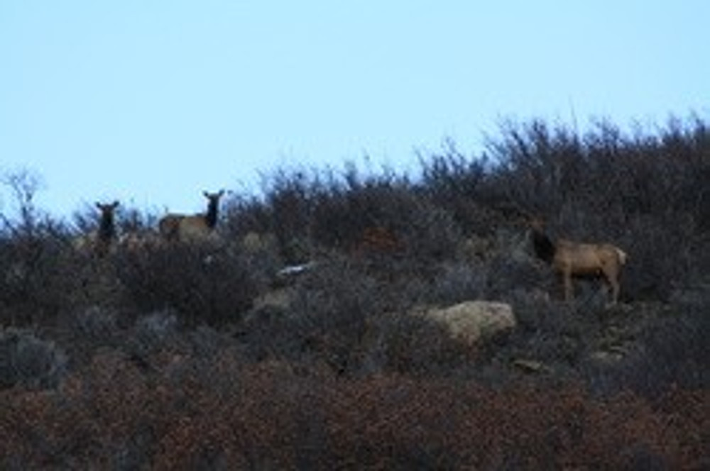 Local herd of elk on private.