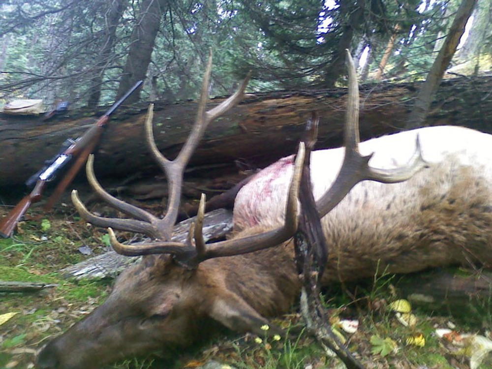 A nice 6x8 trophy bull elk.