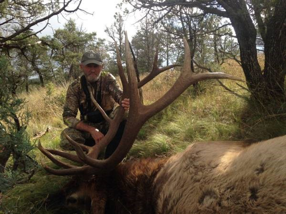 Big elk in NM.