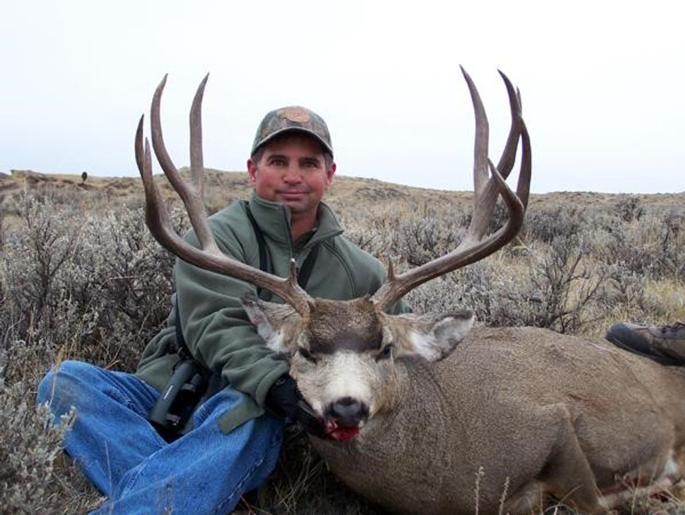 Wide trophy mule deer buck.