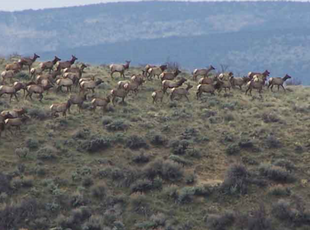 Elk herd and you will see alot in the later seasons.