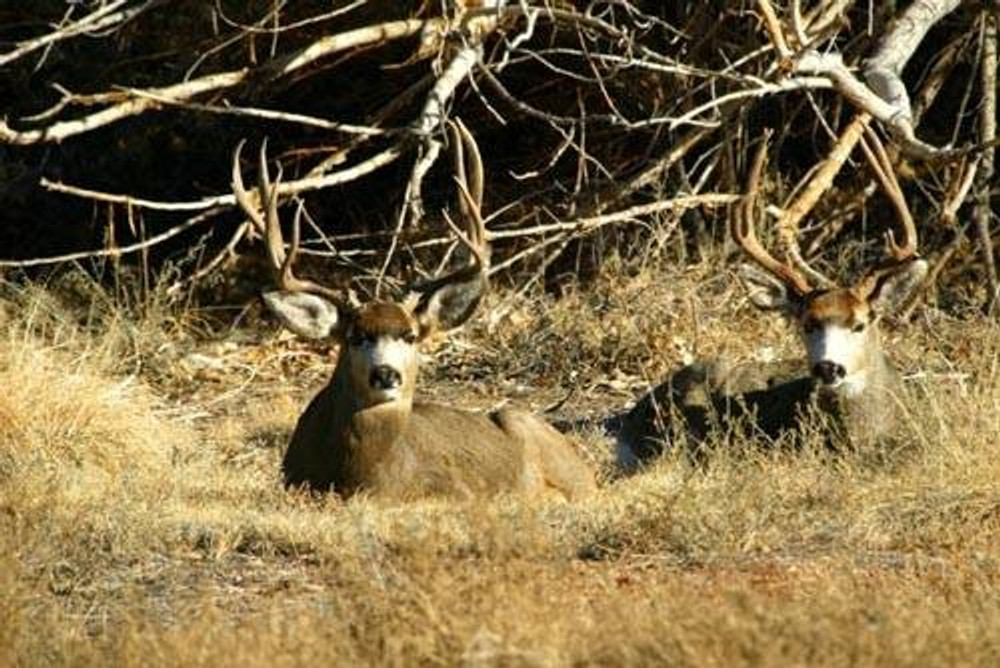 These deer saw you first.