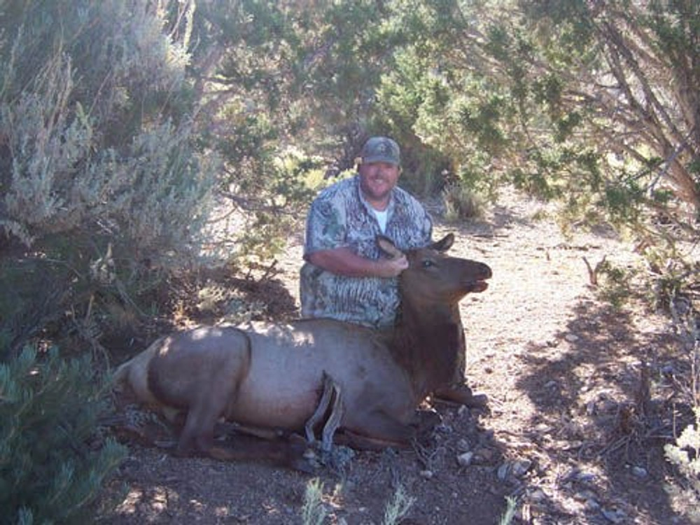 Cow elk hunting success.
