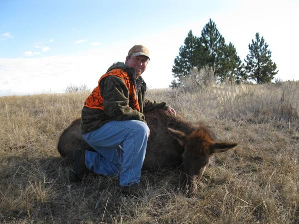 High success for cow elk in NW CO.