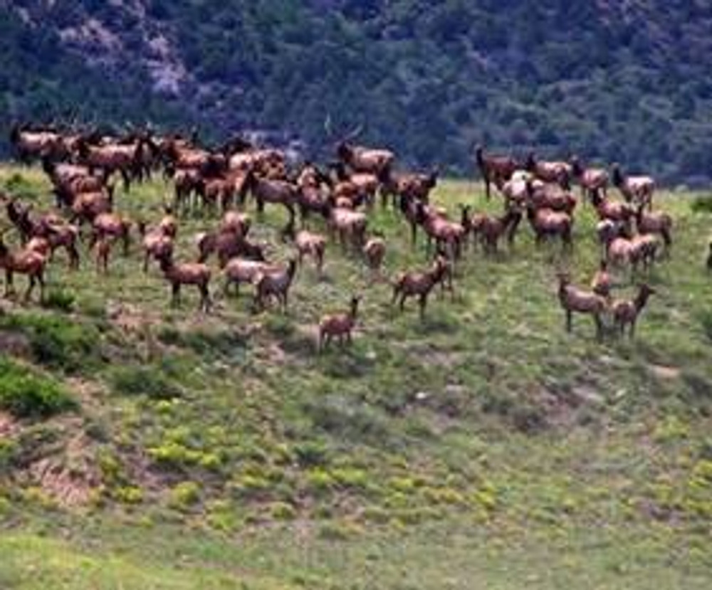 Hunt #5152 DIY/Semi-Guided Cow Elk Private Land