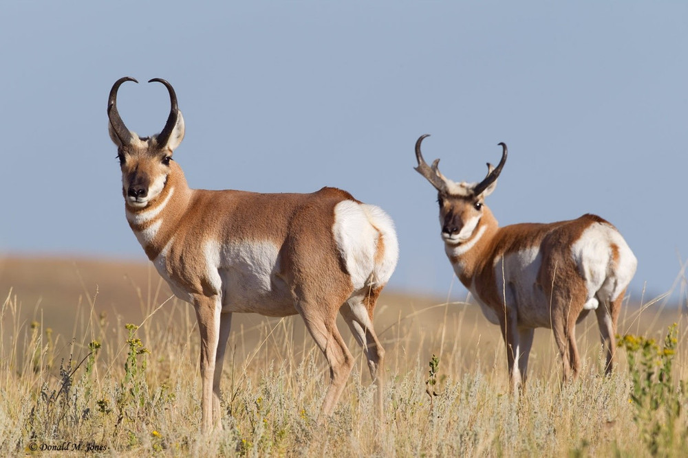 Antelope hunting in Nebraska.