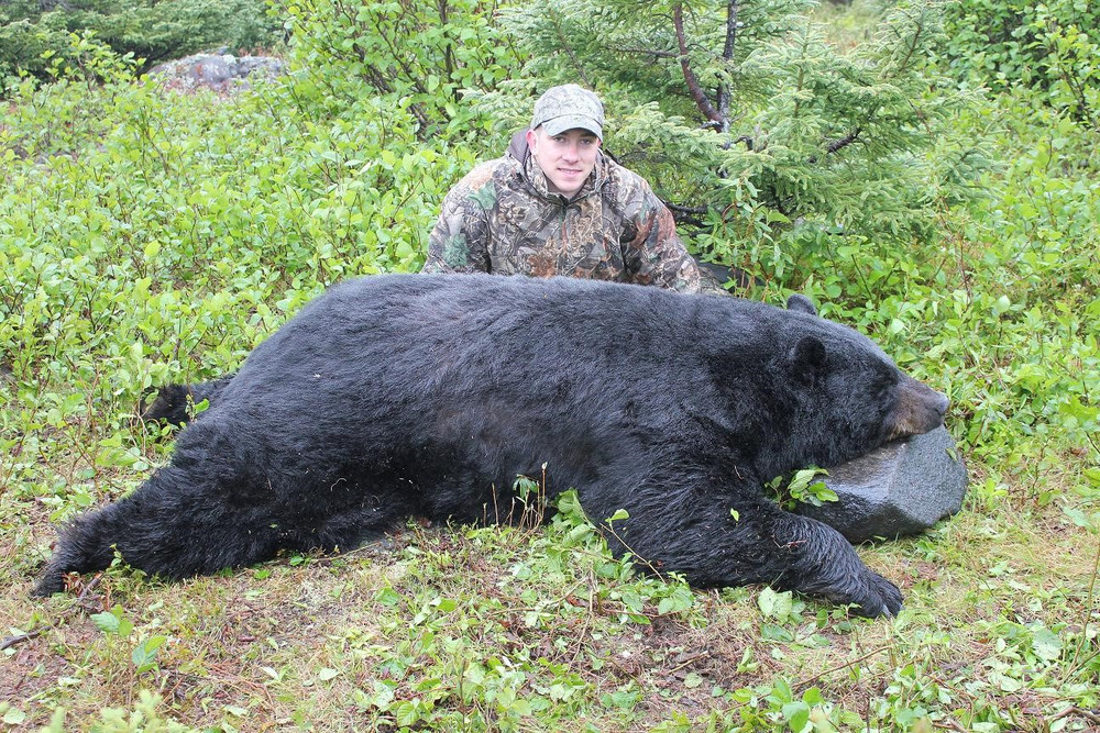 Black bear are big in Canada.