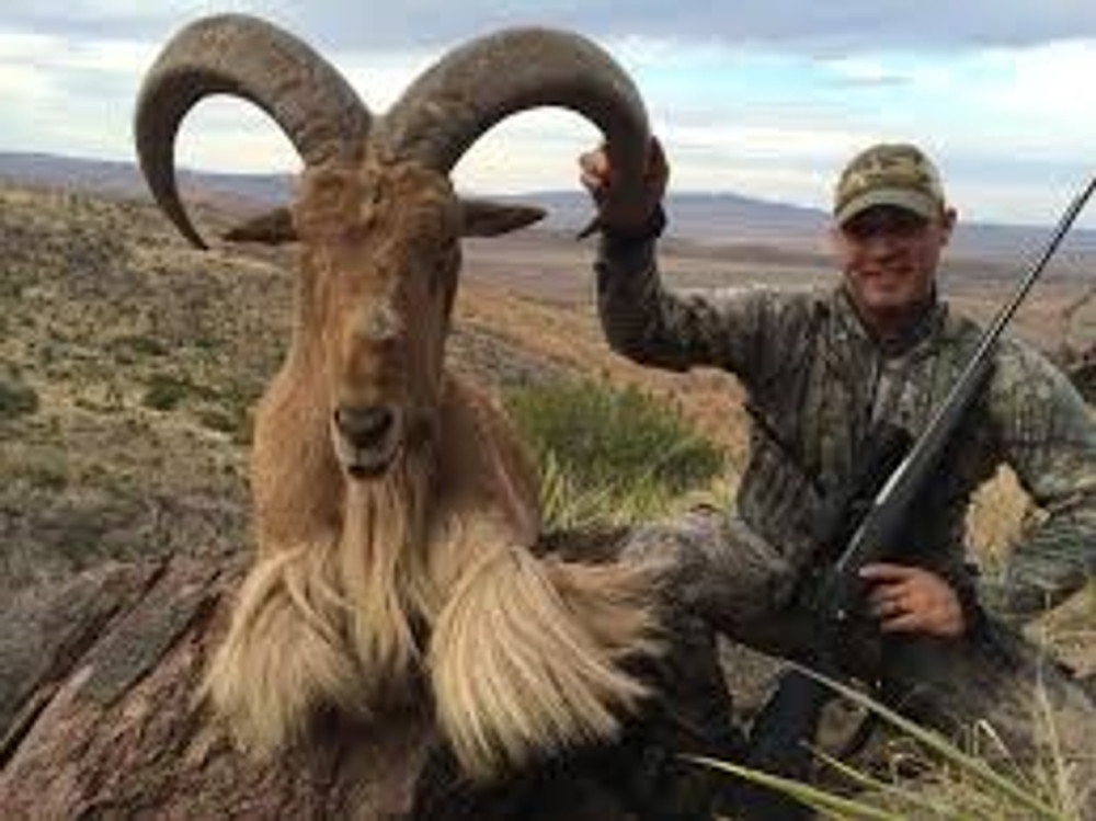 Barbary sheep otherwise known as Aoudad.