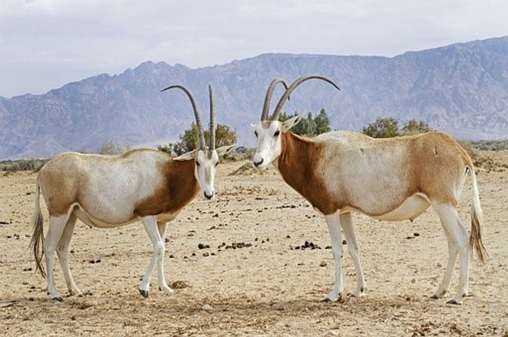 Scimitar Oryx, Gemsbok Oryx and Addax Oryx Hunts